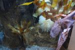 PICTURES/Oregon Coast Aquarium - Newport/t_Octopus9.JPG